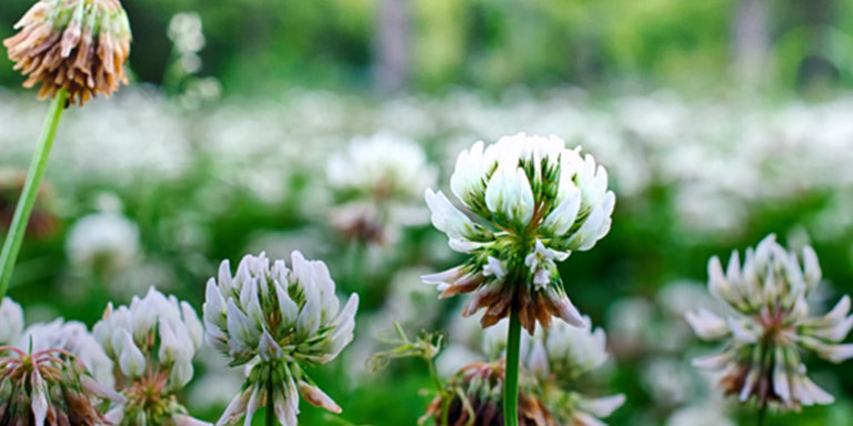 Frings_Galabau_Warendorf_Blog_Garten-Fruehjahr-Vorbereitung