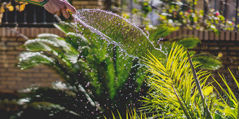 Frings_Galabau_Warendorf_Blog_Giessen-im-Sommer