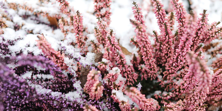 Frings_Galabau_Warendorf_Blog_Winterharte-kuebel-und-balkonpflanzen