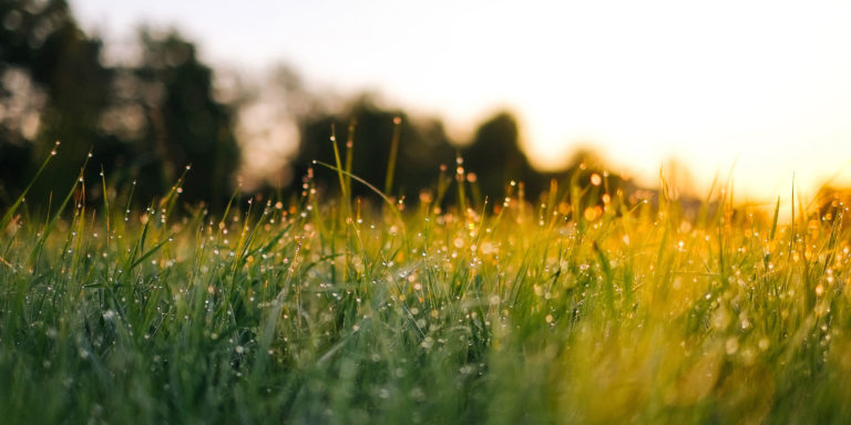 Frings_Galabau_Warendorf_Blog_Rasenpflege-im-eigenen-Garten