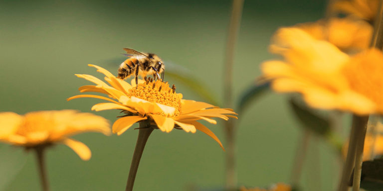Frings_Galabau_Warendorf_Blog_bienenfreundlich-garten