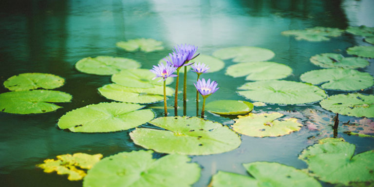 Frings_Galabau_Warendorf_Blog_teichbau-wasser-im-garten