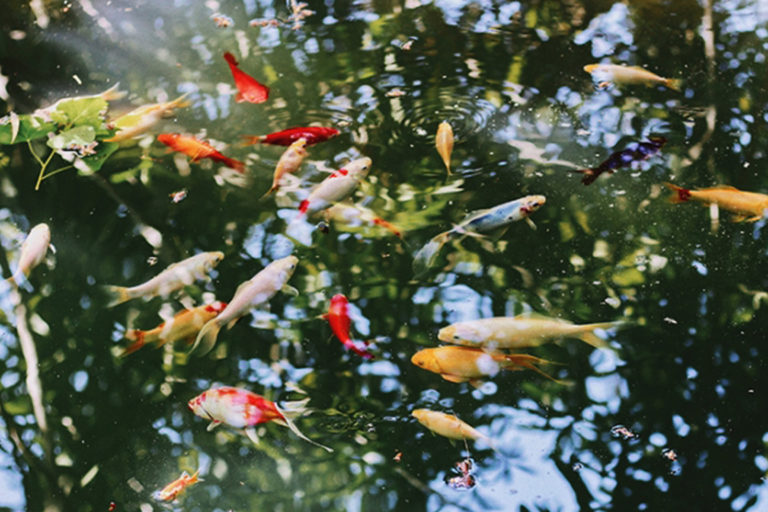 Frings_Galabau_Warendorf_Blog_teichbau-wasser-im-garten_fischteich