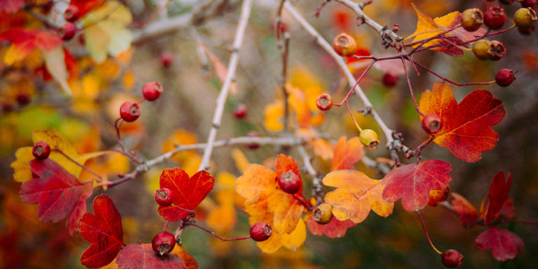 Frings_Galabau_Warendorf_Blog_Gartenpflege-im-November