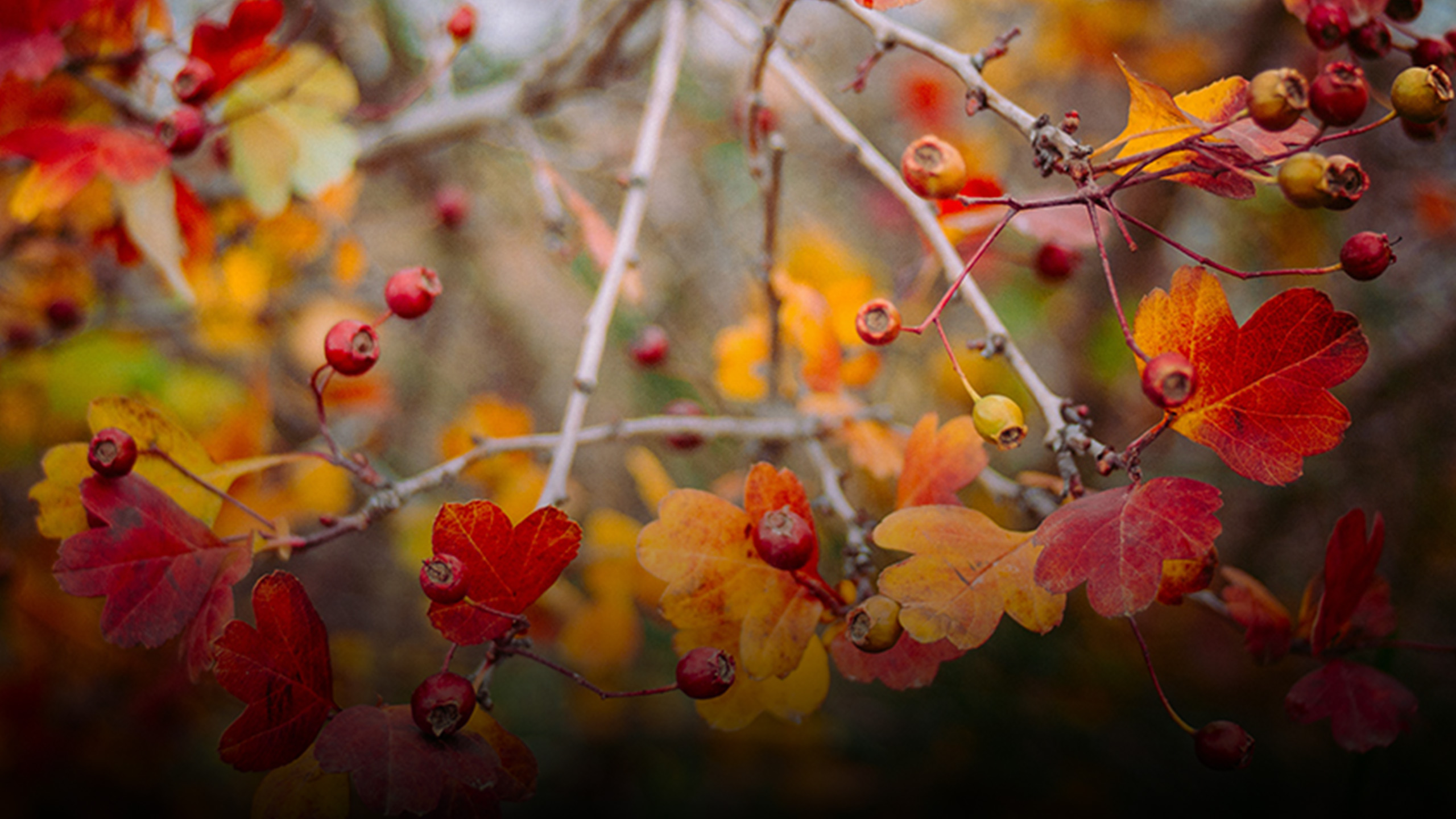 Frings_Galabau_Warendorf_Blog_Gartenpflege-im-November_cover
