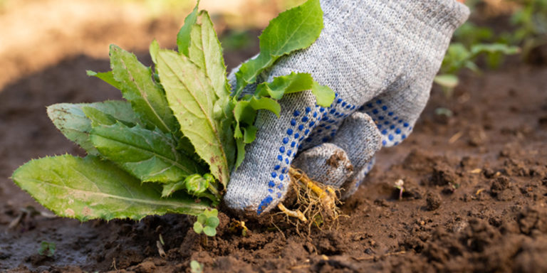 Frings_Galabau_Warendorf_Blog_Wildkraut-ohne-Gift-bekaempfen