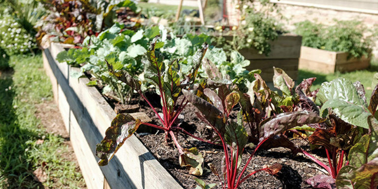 Frings_Galabau_Warendorf_Blog_Nutzgarten-im-Mai