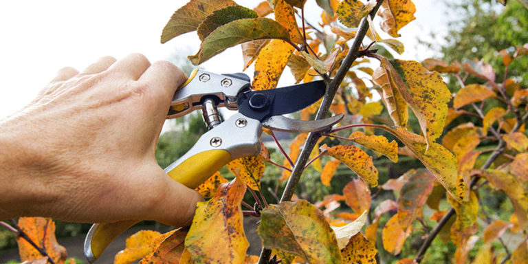 Frings_Galabau_Warendorf_Blog_Herbstschnitt-Straeucher-Stauden-und-Baeume
