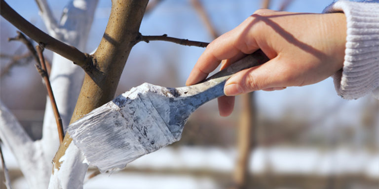 Frings_Galabau_Warendorf_Blog_Baumpflege-im-Winter