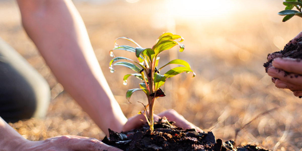 Klimabaum im eigenen Garten « Frings Garten GmbH Gartenbau