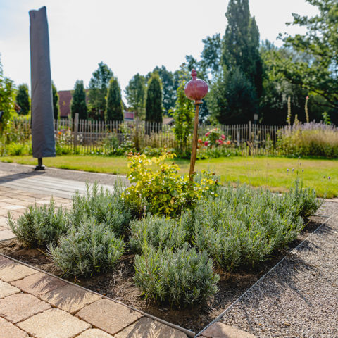 Frings_Galabau_Artikelbild_Referenz_Naturgarten_rosmarin