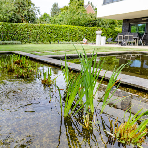 Frings_Galabau_Artikelbild_Referenz_moderner_garten_teich