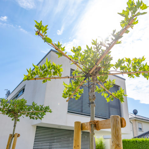 Frings_Galabau_Artikelbild_gestalten_mit_pflanzen_baum