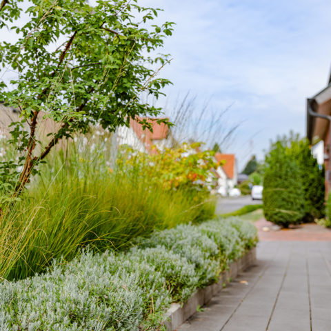 Frings_Galabau_Artikelbild_gestalten_mit_pflanzen_graeser