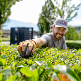 Frings_Galabau_Gartenpflege_Strauchpflege_1920x1280