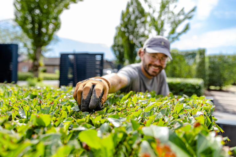 Frings_Galabau_Gartenpflege_Strauchpflege_1920x1280