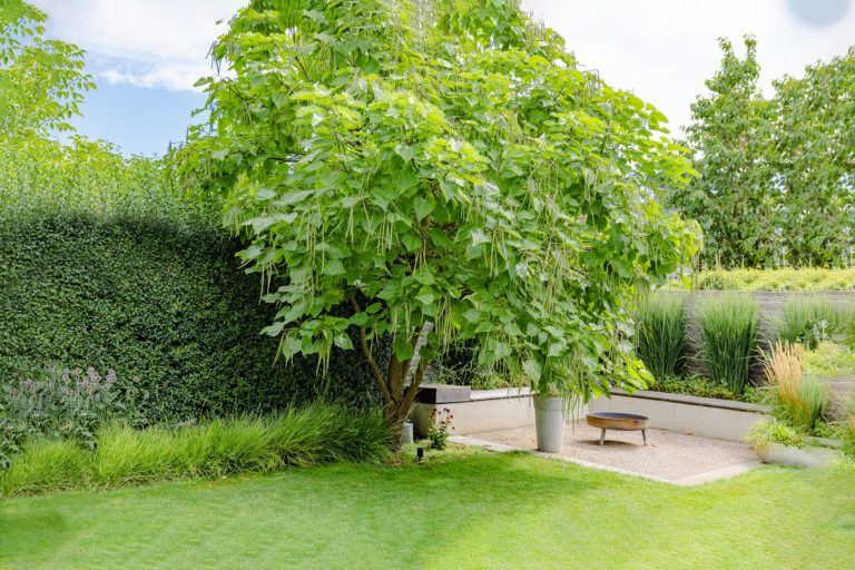 Frings_Galabau_Gartenpflege_baumpflege_1920x1280