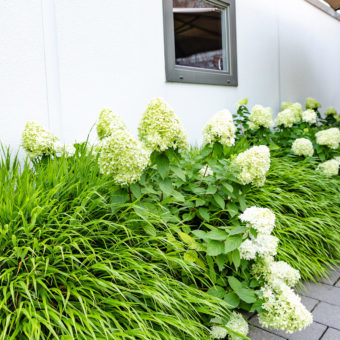 Frings_Galabau_Gartenpflege_stauden_graeser_pflege_1920x1280