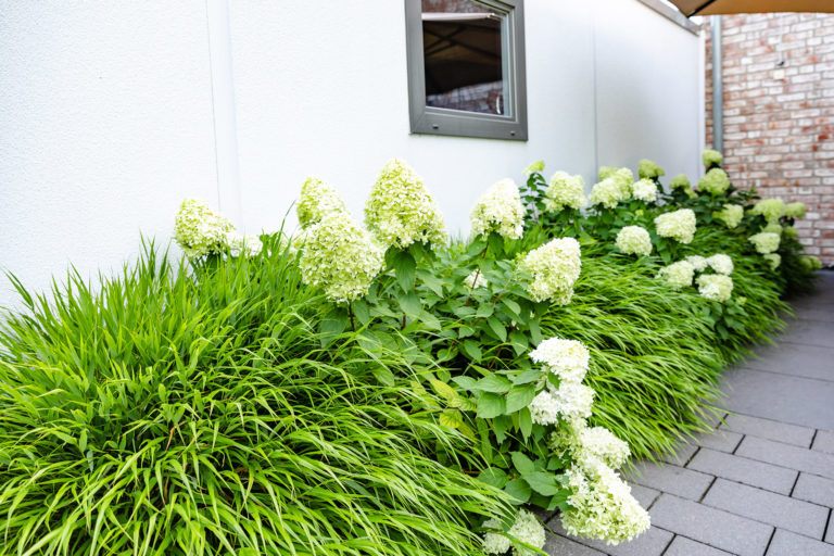 Frings_Galabau_Gartenpflege_stauden_graeser_pflege_1920x1280