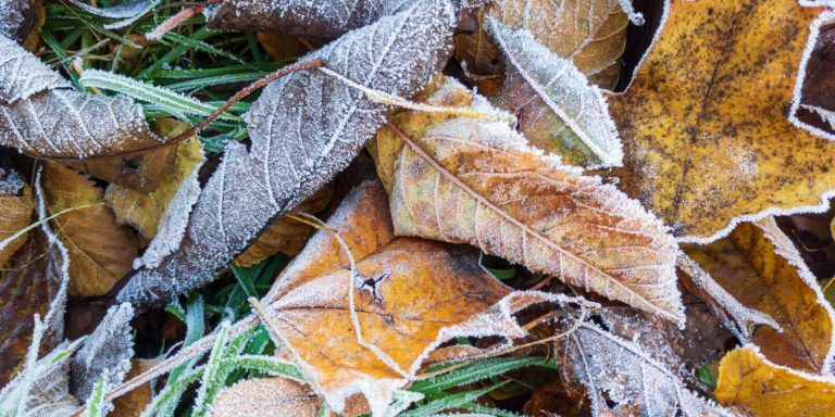 Frings_Galabau_Warendorf_Blog_Gartenpflege-in-den-Wintermonaten