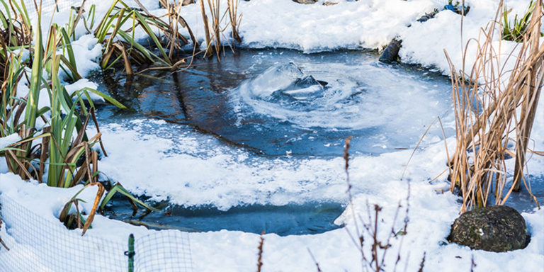 Frings_Galabau_Warendorf_Blog_Teich-vor-kalten-Jahreszeiten-schuetzen