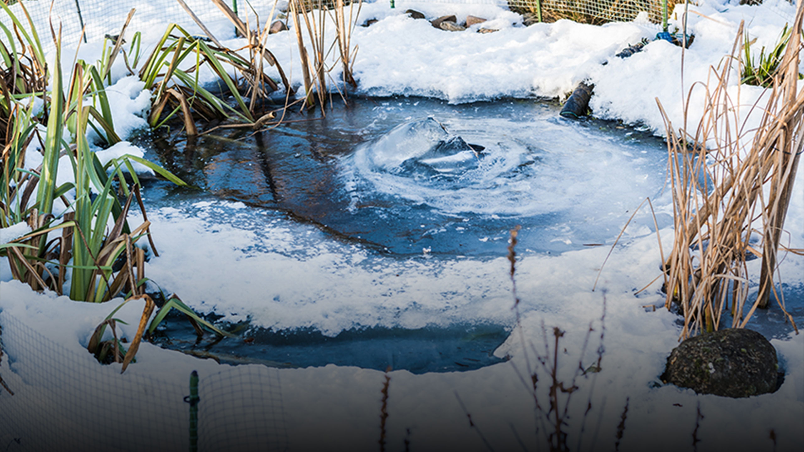 So schützen Sie Ihren Teich im Winter « Frings Garten GmbH