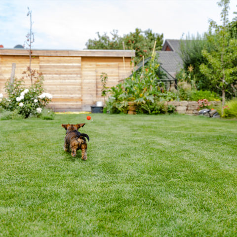 Frings_Galabau_rasen_vertikutieren_warendorf_1920x1280