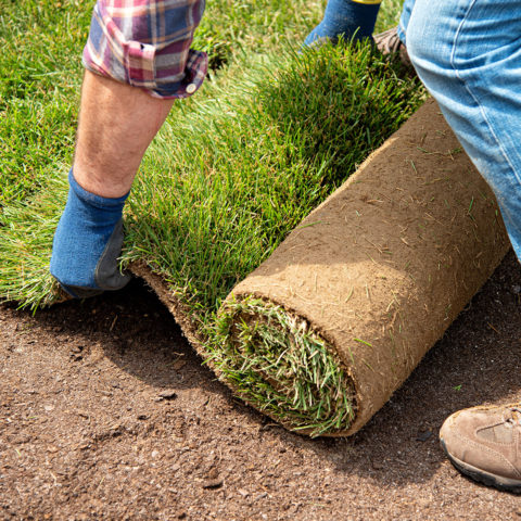 Frings_Galabau_rollrasen_warendorf_1920x1280