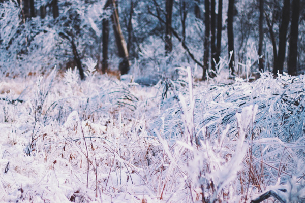 frings-gartenbeleuchtung-gartengestaltung-dezember