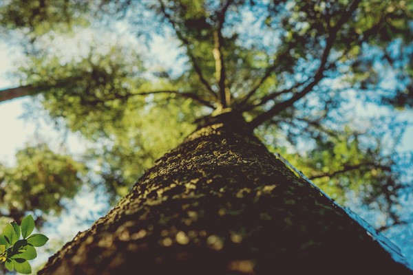 frings-gartenbeleuchtung-gartengestaltung-juli