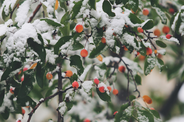 frings-gartenbeleuchtung-gartengestaltung-november