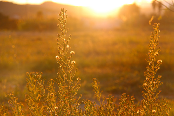 Frings_Garten- und Landschaftsbau_Warendorf_biologische Pflanzenpflege