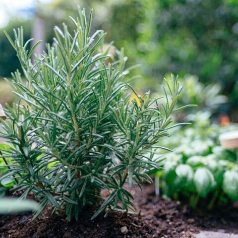 frings_gartenbau_blog_kräuterspirale_rosmarin2