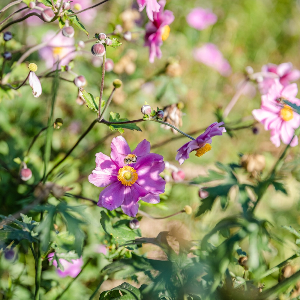 Frings_Galabau_Kräuterspirale_aus_Naturstein