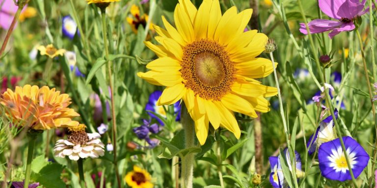 GaLaBau_Frings_Warendorf_Blumenbeete
