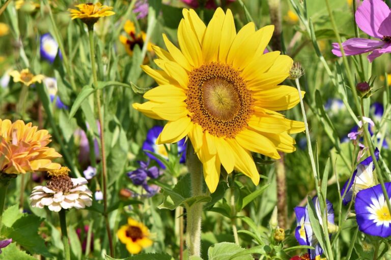 GaLaBau_Frings_Warendorf_Blumenbeete