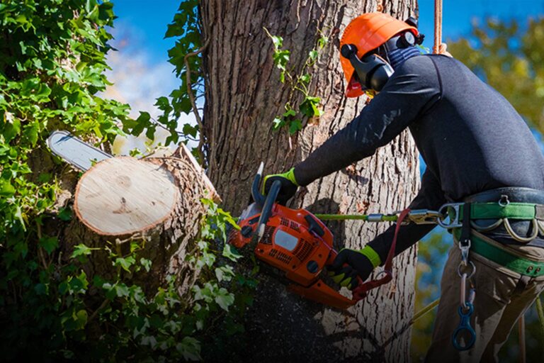 Frings_Galabau_Warendorf_Blog_fachgerechte Baumfällung