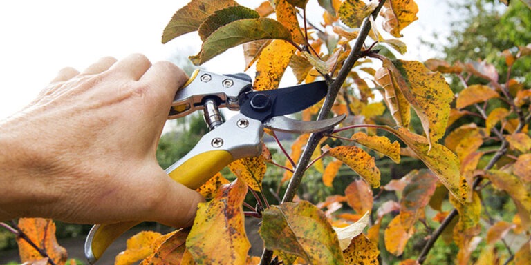 galabau_frings_warendorf_blog_grünschnittentsorgung