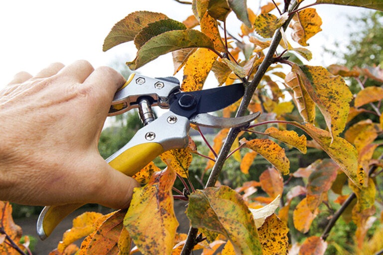 galabau_frings_warendorf_blog_grünschnittentsorgung