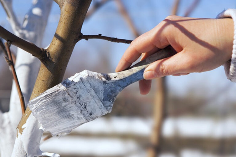 galabau_frings_warendorf_blog_gartenarbeit-im-winter-2 (1)