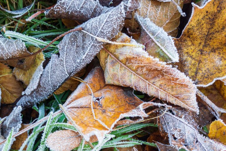 galabau_frings_warendorf_blog_gartenarbeit-im-winter-2 (2)