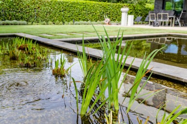 galabau_frings_warendorf_blog_teichpflege_im_sommer-2